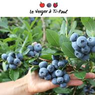 verger-ti-paul-bleuets-beauce-rabais