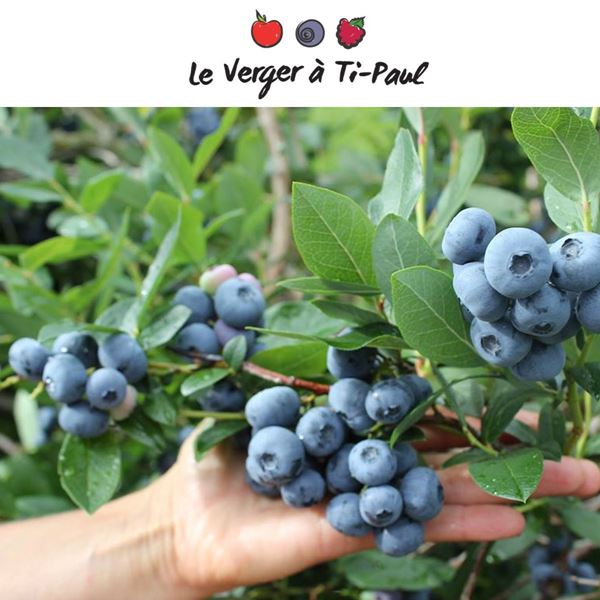 verger-ti-paul-bleuets-beauce-rabais